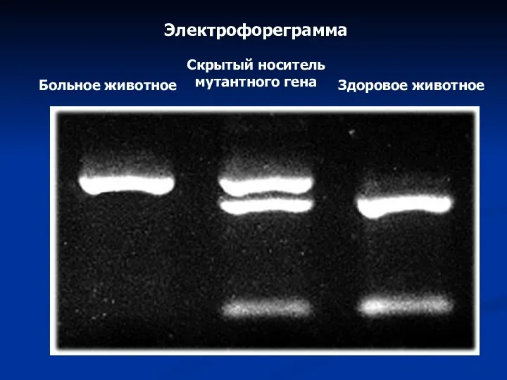 Больное животное Скрытый носитель мутантного гена Здоровое животное Электрофореграмма