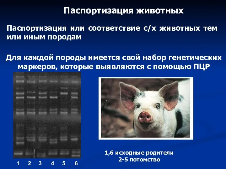 Паспортизация животных Паспортизация или соответствие с/х животных тем или иным