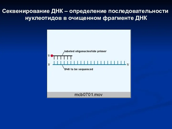 Секвенирование ДНК – определение последовательности нуклеотидов в очищенном фрагменте ДНК