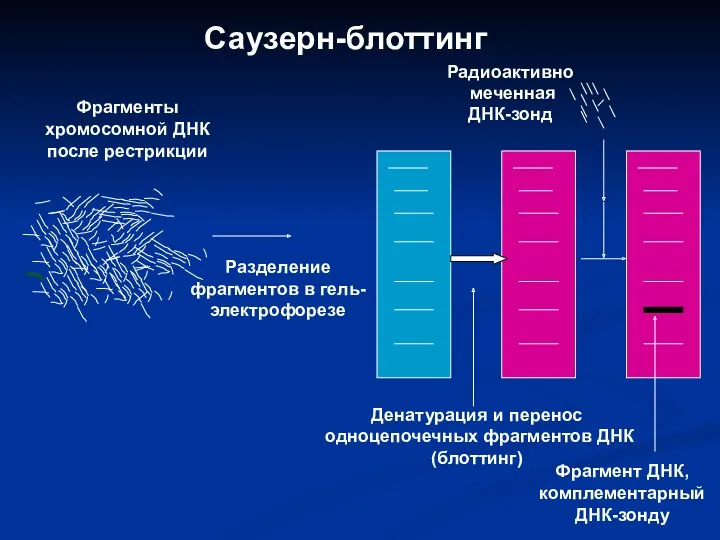 Саузерн-блоттинг Фрагменты хромосомной ДНК после рестрикции Разделение фрагментов в гель-электрофорезе