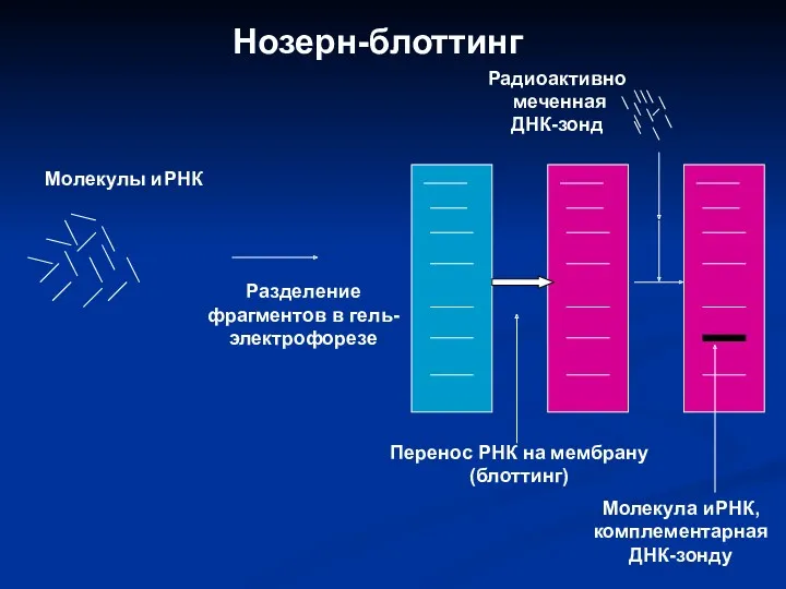 Нозерн-блоттинг Молекулы иРНК Разделение фрагментов в гель-электрофорезе Радиоактивно меченная ДНК-зонд