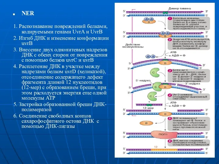 NER 1. Распознавание повреждений белками, кодируемыми генами UvrA и UvrB
