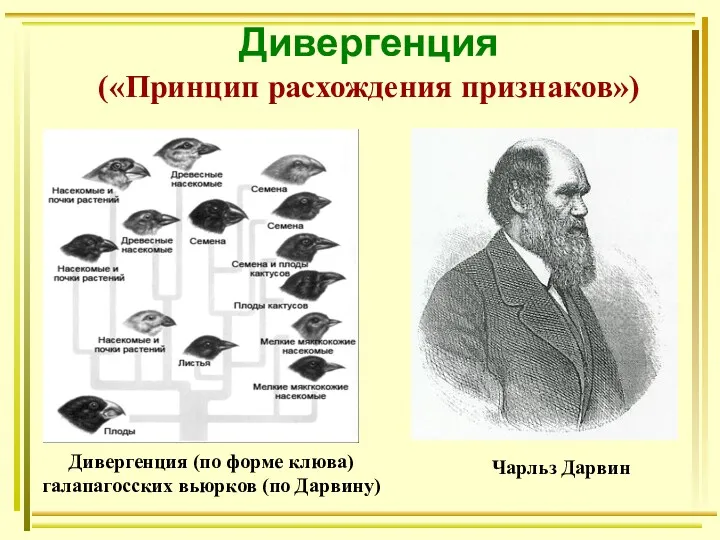 Дивергенция («Принцип расхождения признаков») Чарльз Дарвин Дивергенция (по форме клюва) галапагосских вьюрков (по Дарвину)