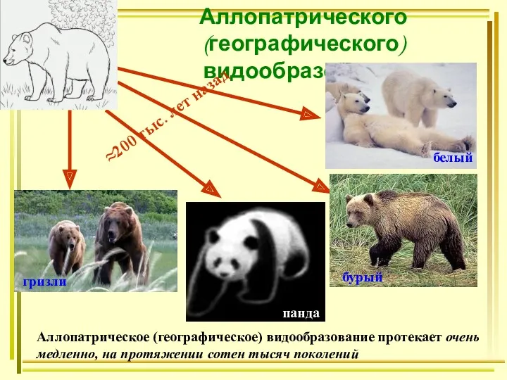 Аллопатрического (географического) видообразования гризли ≈200 тыс. лет назад панда Аллопатрическое