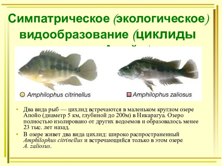 Симпатрическое (экологическое) видообразование (циклиды озера Апойо). Два вида рыб — цихлид встречаются в