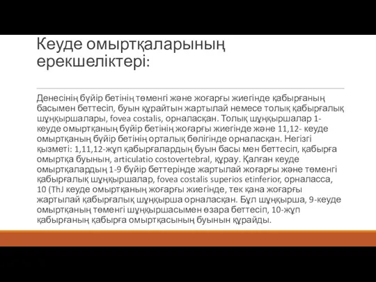 Кеуде омыртқаларының ерекшеліктері: Денесінің бүйір бетінің төменгі және жоғарғы жиегінде қабырғаның басымен беттесіп,