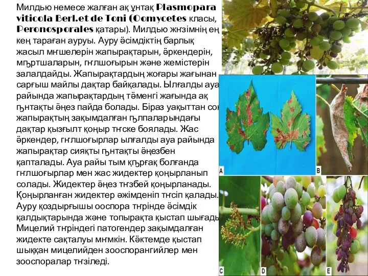 Милдью немесе жалған ақ ұнтақ Plasmopara viticola Berl.et de Toni