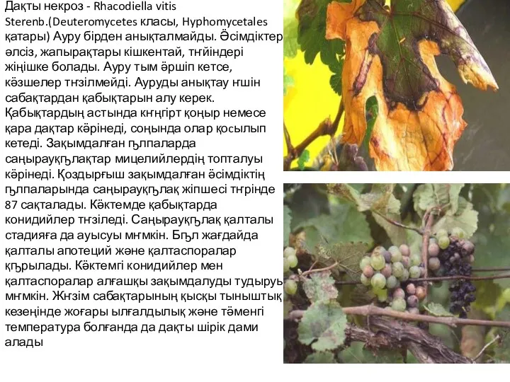 Дақты некроз - Rhacodiella vitis Sterenb.(Deuteromycetes класы, Hyphomycetales қатары) Ауру