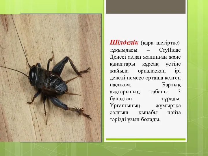 Шілделік (қара шегіртке) тұқымдасы – Cryllidae Денесі аздап жалпиған және