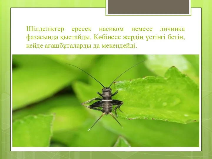 Шілделіктер ересек насиком немесе личинка фазасында қыстайды. Көбінесе жердің үстінгі бетін, кейде ағашбұталарды да мекендейді.