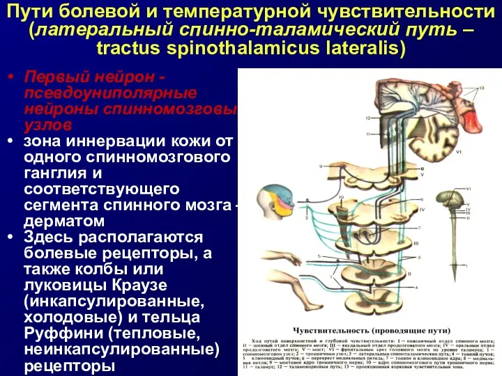 Пути болевой и температурной чувствительности (латеральный спинно-таламический путь – tractus