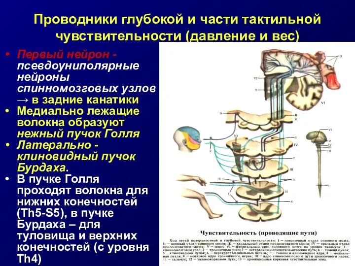 Проводники глубокой и части тактильной чувствительности (давление и вес) Первый