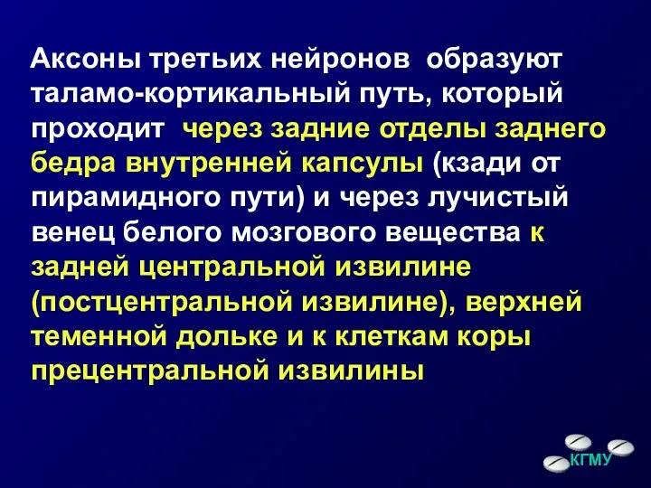 Аксоны третьих нейронов образуют таламо-кортикальный путь, который проходит через задние