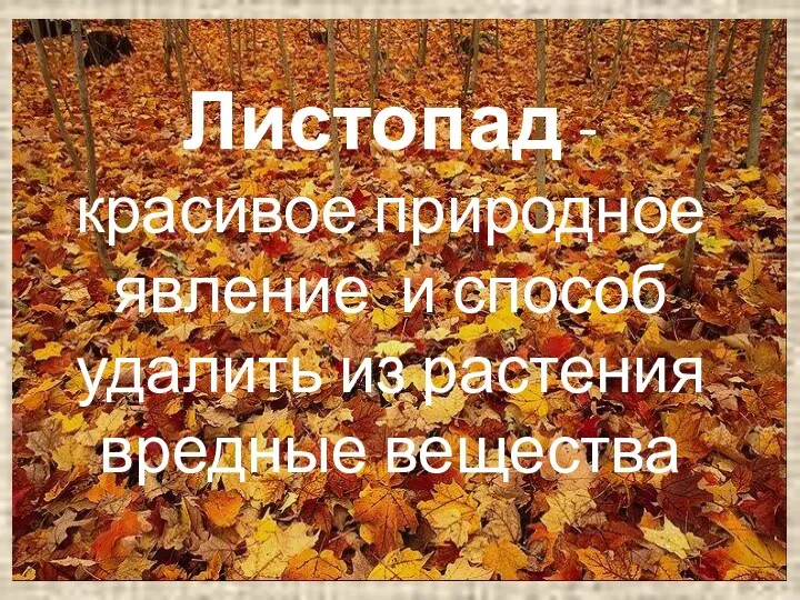 Листопад - красивое природное явление и способ удалить из растения вредные вещества