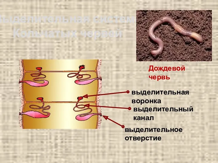 Выделительная система Кольчатых червей выделительная воронка выделительный канал выделительное отверстие Дождевой червь