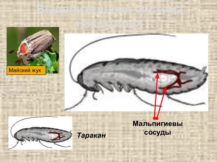 Выделительная система насекомых Мальпигиевы сосуды Таракан