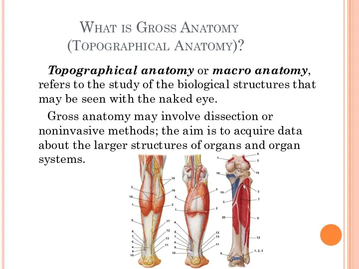 What is Gross Anatomy (Тopographical Аnatomy)? Topographical anatomy or macro anatomy, refers to
