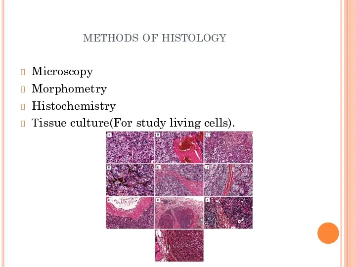 methods of histology Microscopy Morphometry Histochemistry Тissue culture(For study living cells).