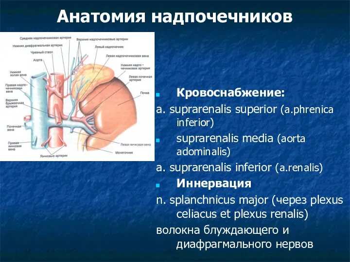 Анатомия надпочечников Кровоснабжение: a. suprarenalis superior (a.phrenica inferior) suprarenalis media