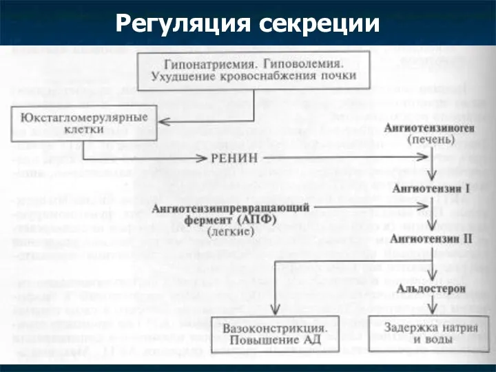 Регуляция секреции Клубочковая зона – АКТГ – независимая и секреция