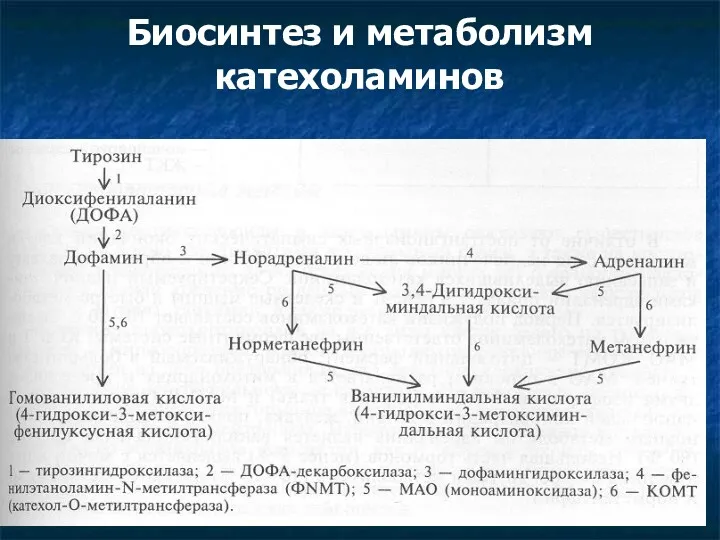 Биосинтез и метаболизм катехоламинов