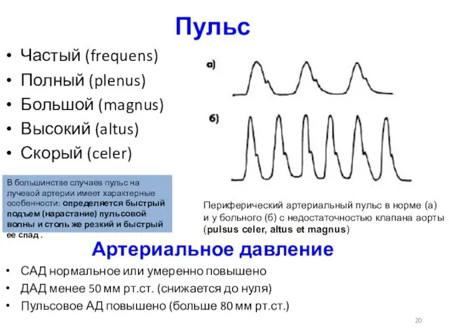 Пульс Частый (frequens) Полный (plenus) Большой (magnus) Высокий (altus) Скорый (celer) Артериальное давление