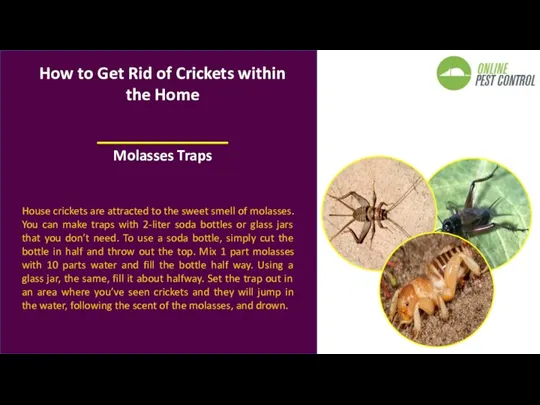 House crickets are attracted to the sweet smell of molasses.