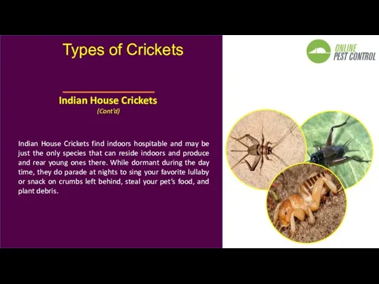 Indian House Crickets find indoors hospitable and may be just