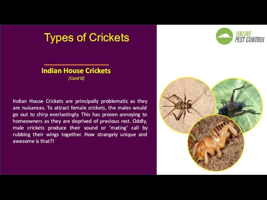 Indian House Crickets are principally problematic as they are nuisances.