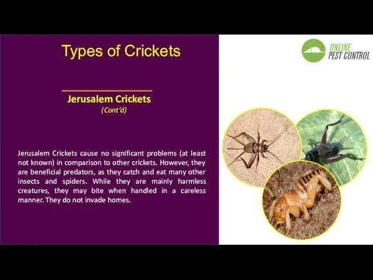 Jerusalem Crickets cause no significant problems (at least not known)