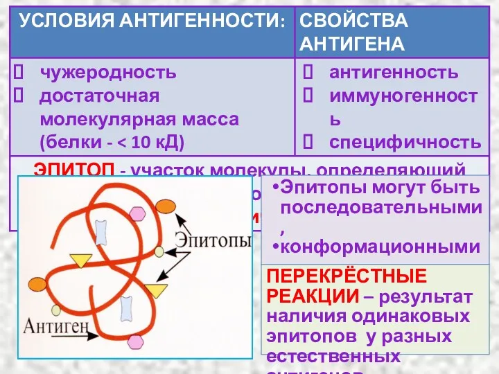 Эпитопы могут быть последовательными, конформационными, конформационно-зависимыми ПЕРЕКРЁСТНЫЕ РЕАКЦИИ – результат