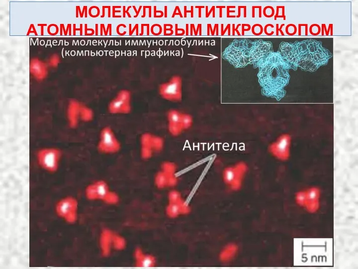 МОЛЕКУЛЫ АНТИТЕЛ ПОД АТОМНЫМ СИЛОВЫМ МИКРОСКОПОМ