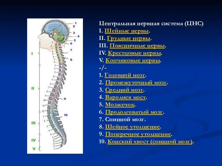 Центральная нервная система (ЦНС) I. Шейные нервы. II. Грудные нервы.