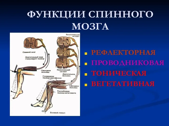 ФУНКЦИИ СПИННОГО МОЗГА РЕФЛЕКТОРНАЯ ПРОВОДНИКОВАЯ ТОНИЧЕСКАЯ ВЕГЕТАТИВНАЯ