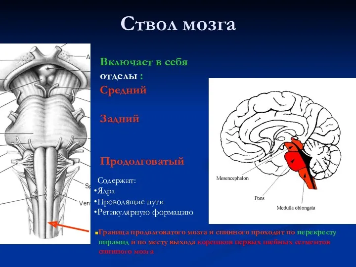 Ствол мозга Граница продолговатого мозга и спинного проходит по перекресту