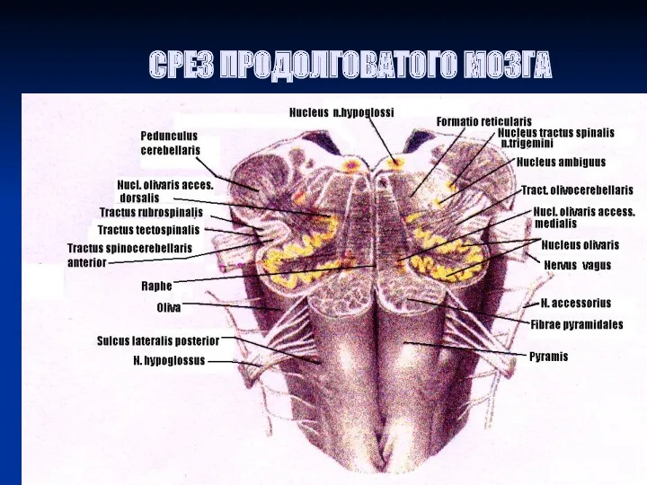 СРЕЗ ПРОДОЛГОВАТОГО МОЗГА