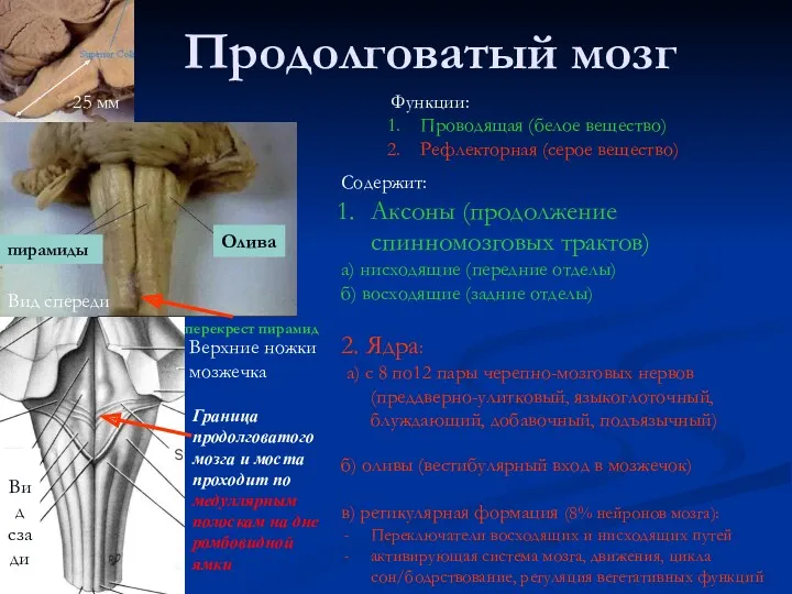 Продолговатый мозг Вид сзади Граница продолговатого мозга и моста проходит