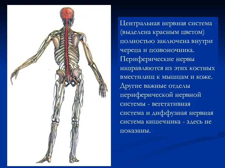 Центральная нервная система (выделена красным цветом) полностью заключена внутри черепа