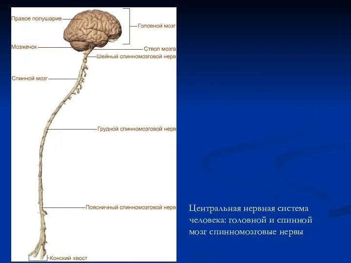 Центральная нервная система человека: головной и спинной мозг спинномозговые нервы