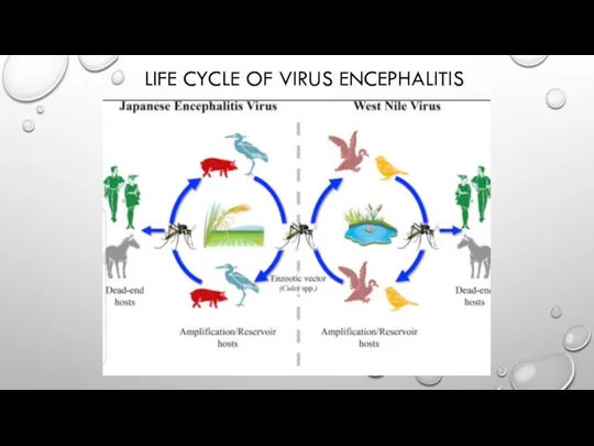 LIFE CYCLE OF VIRUS ENCEPHALITIS