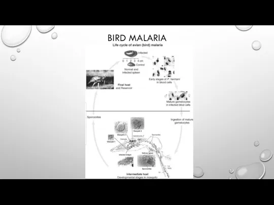 BIRD MALARIA