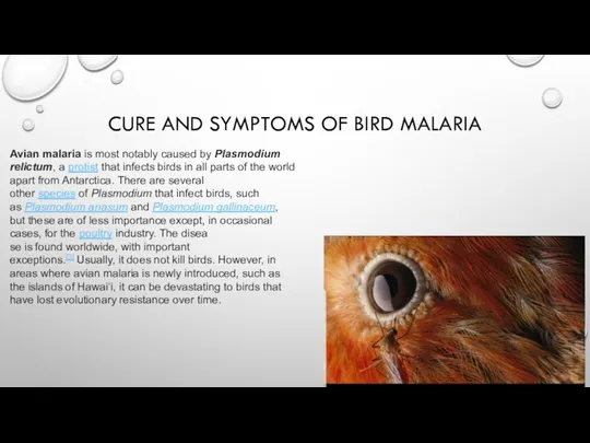 CURE AND SYMPTOMS OF BIRD MALARIA Avian malaria is most