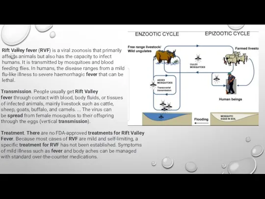 Rift Valley fever (RVF) is a viral zoonosis that primarily