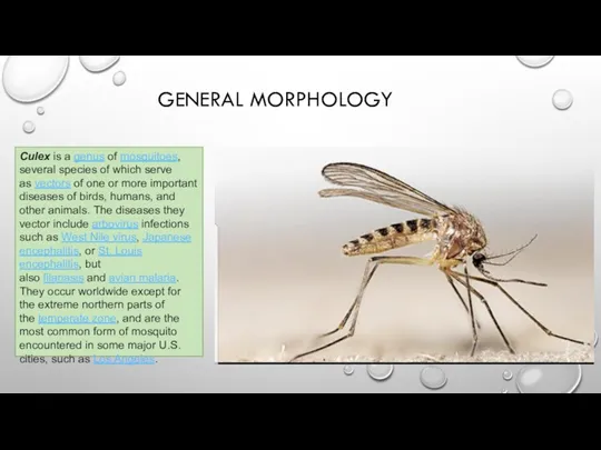 GENERAL MORPHOLOGY Culex is a genus of mosquitoes, several species