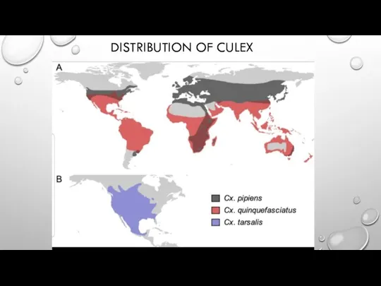 DISTRIBUTION OF CULEX