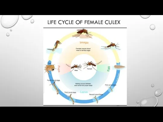 LIFE CYCLE OF FEMALE CULEX