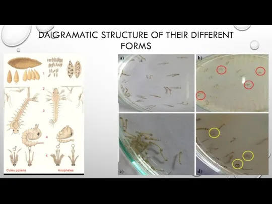 DAIGRAMATIC STRUCTURE OF THEIR DIFFERENT FORMS