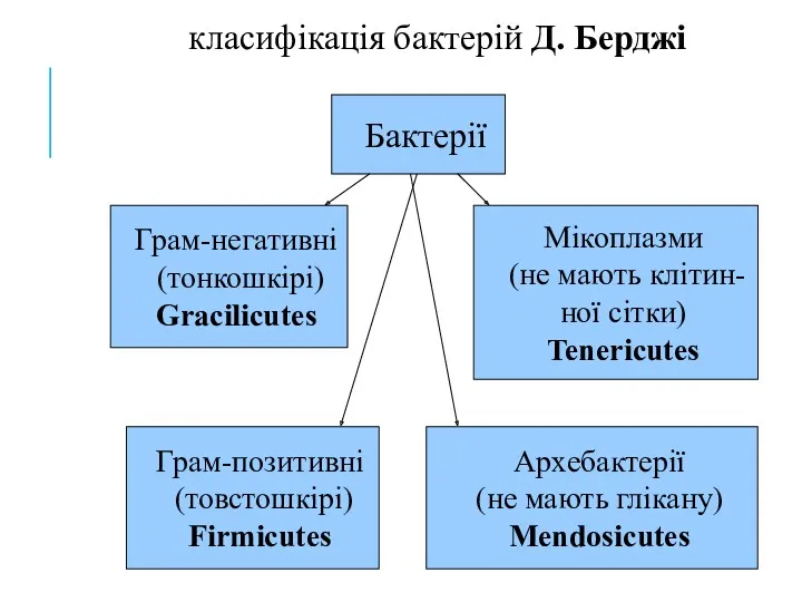 класифікація бактерій Д. Берджі Бактерії Грам-негативні (тонкошкірі) Gracilicutes Грам-позитивні (товстошкірі)