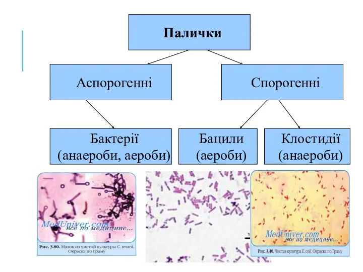 Палички Аспорогенні Спорогенні Бактерії (анаероби, аероби) Бацили (аероби) Клостидії (анаероби)