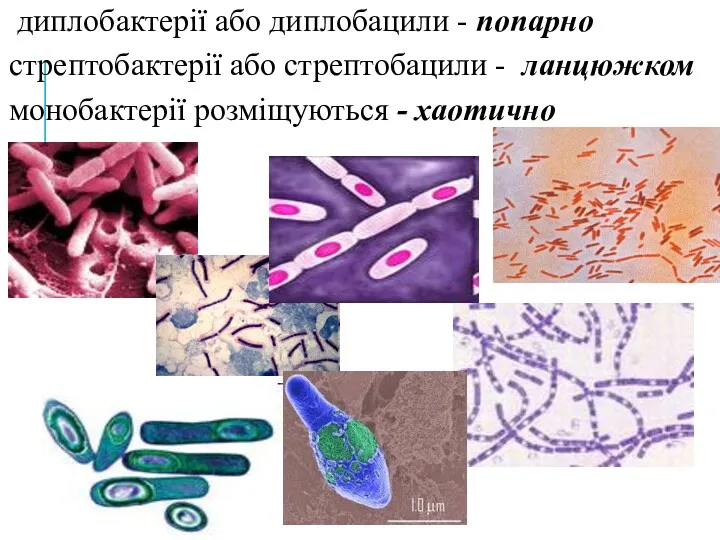 диплобактерії або диплобацили - попарно стрептобактерії або стрептобацили - ланцюжком монобактерії розміщуються - хаотично